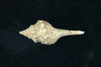 藏品(土豚拳螺)的圖片